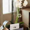 Orquídea Luxo