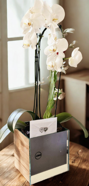 Orquídea Luxo